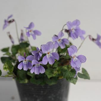 日本のスミレ 日本のスミレ (山渓ハンディ図鑑) (山溪ハンディ図鑑 6) | い