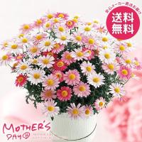 母の日 2021 花 鉢植え プレゼント ギフト マーガレット鉢植え ストロベリーホイップ 花鉢 鉢花 生花 おしゃれ かわいい 人気