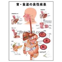 内臓の働き J8xp 人体図 医学ポスター 世界一流のメディカルイラスト J8xp 人体百科 通販 Yahoo ショッピング