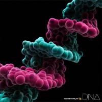DNA/MONKEY MAJIK[CD]【返品種別A】 | Joshin web CDDVD Yahoo!店