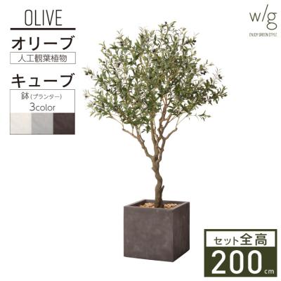 オリーブの木 2mの商品一覧 通販 - Yahoo!ショッピング
