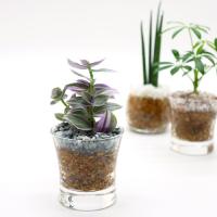 観葉植物 ハイドロカルチャー 苗 アロマティカス キューバ オレガノ プチサイズ １寸 Ghe 030 192 タノシミドリ Yahoo 店 通販 Yahoo ショッピング