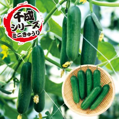 ミニきゅうりのおすすめ人気商品一覧 通販 - Yahoo!ショッピング