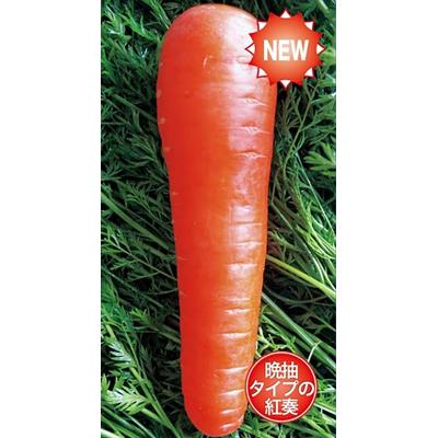 ニンジン 種 アロマレッドのおすすめ人気商品一覧 通販 - Yahoo