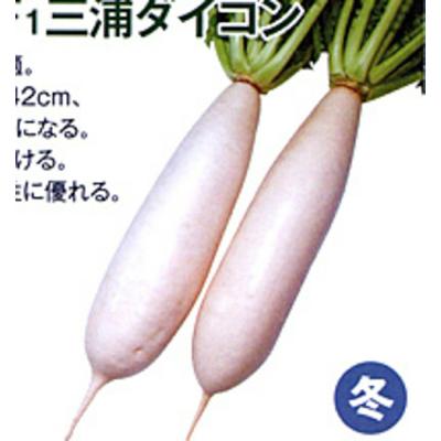 三浦大根の商品一覧 通販 - Yahoo!ショッピング