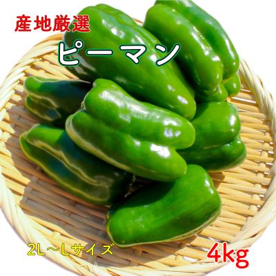 訳あり（ピーマン）｜野菜 | 食品 のおすすめ人気商品一覧 通販