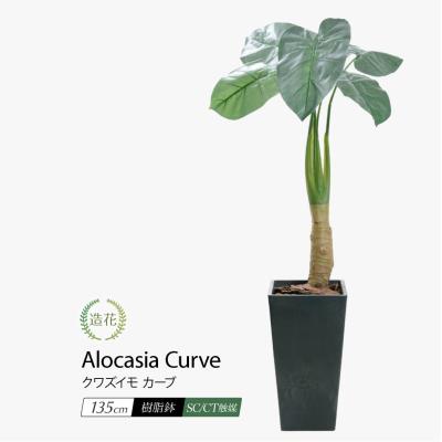 クワズイモのおすすめ人気商品一覧 通販 - Yahoo!ショッピング