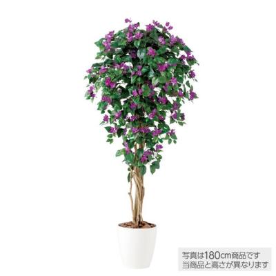 ブーゲンビリア 鉢植え（花、ガーデニング）のおすすめ人気商品一覧