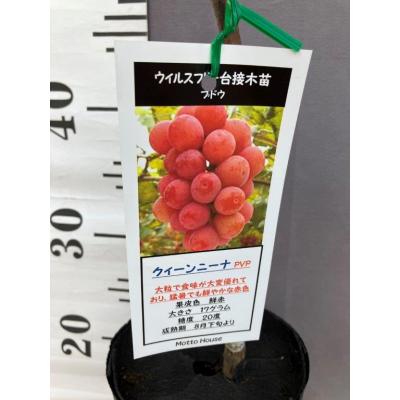 クイーンニーナ 苗のおすすめ人気商品一覧 通販 - Yahoo!ショッピング