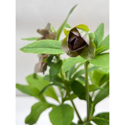 クリスマスローズ 開花株(花の苗)の商品一覧|苗 | 花 クリスマスローズ 開花株(花の苗)の商品一覧|苗 | 花
