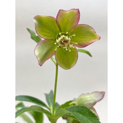 クリスマスローズ 開花株(花の苗)の商品一覧|苗 | 花 クリスマスローズ 開花株(花の苗)の商品一覧|苗 | 花