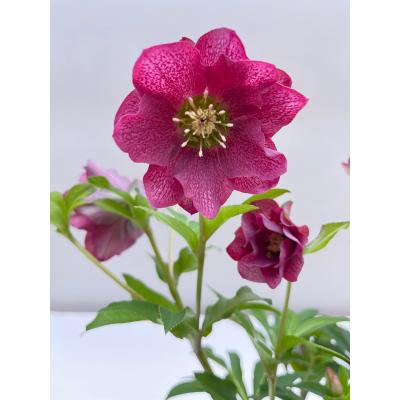 クリスマスローズ(花、ガーデニング)の商品一覧 通販 - Yahoo クリスマスローズ(花、ガーデニング)の商品一覧 通販 - Yahoo