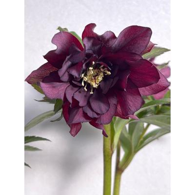 クリスマスローズ 開花株(苗)の商品一覧 | 花、ガーデニング クリスマスローズ 開花株(苗)の商品一覧 | 花、ガーデニング