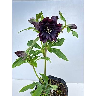 クリスマスローズ 開花株(花の苗)の商品一覧|苗 | 花 クリスマスローズ 開花株(花の苗)の商品一覧|苗 | 花