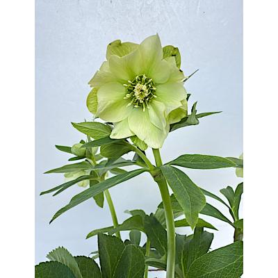 クリスマスローズ 開花株(花の苗)の商品一覧|苗 | 花 クリスマスローズ 開花株(花の苗)の商品一覧|苗 | 花