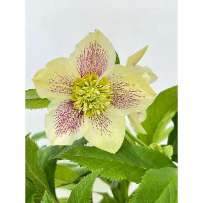 花郷園 KAGOEN NURSERY - クリスマスローズ 2025春 開花確認株｜Yahoo