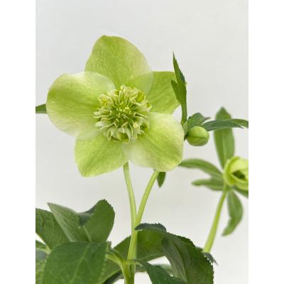 クリスマスローズ 開花株(花の苗)の商品一覧|苗 | 花 クリスマスローズ 開花株(花の苗)の商品一覧|苗 | 花