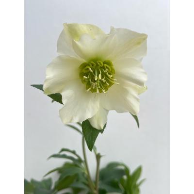 花郷園 KAGOEN NURSERY - クリスマスローズ 2025春 開花確認株｜Yahoo