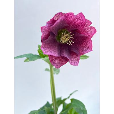 クリスマスローズ 開花株 ダブル（花の苗）｜苗 | 花、ガーデニング の