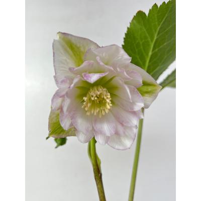 クリスマスローズのおすすめ人気商品一覧 通販 - Yahoo!ショッピング