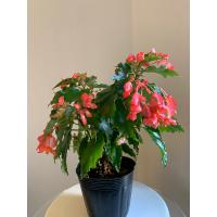 観葉植物 さくらベゴニア 鉢植え 受皿付 桜ベゴニア サクラベゴニア F5352v 遊恵盆栽 Yahoo 店 通販 Yahoo ショッピング