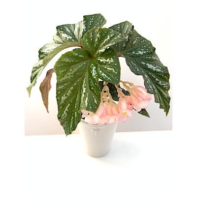 花郷園 KAGOEN NURSERY - 大型｜Yahoo!ショッピング