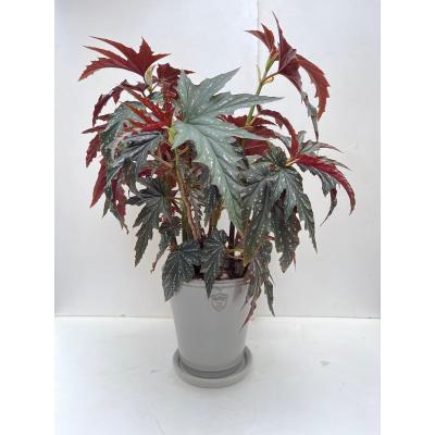 木立 ベゴニア（観葉植物） | 花、ガーデニング の商品一覧 通販