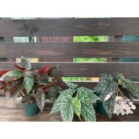 観葉植物 さくらベゴニア 鉢植え 受皿付 桜ベゴニア サクラベゴニア F5352v 遊恵盆栽 Yahoo 店 通販 Yahoo ショッピング