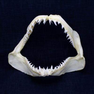 海洋工房 - サメの顎（顎骨標本）｜Yahoo!ショッピング