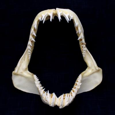 オオセ　歯　顎　標本　S３ オオセ 歯 顎 標本 S3 オオセ 歯 顎 標本 S3 サメの顎（ハナザメ