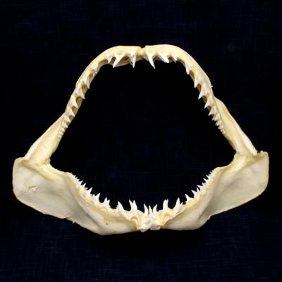 ホホジロザメ ホオジロザメ 鮫 サメ 歯 顎 アゴ 骨格標本 i-img1200x859-