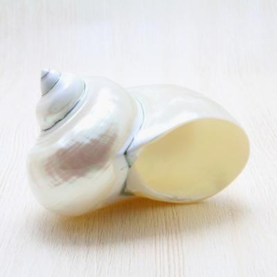 貝殻セット m33656748198_1.jpg?1719653582