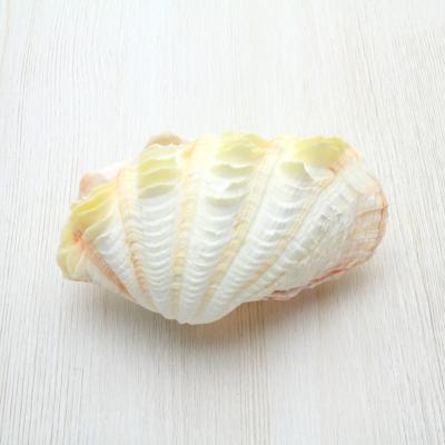 海洋工房 - 貝殻（シェル）｜Yahoo!ショッピング