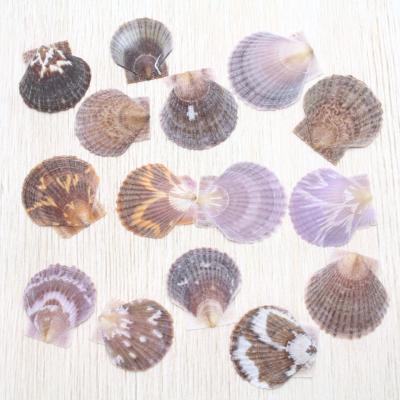 海洋工房 - 貝殻（シェル）｜Yahoo!ショッピング