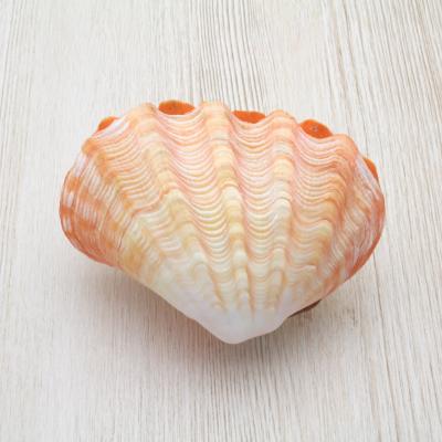 海洋工房 - 貝殻（シェル）｜Yahoo!ショッピング