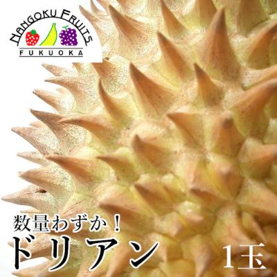 フルーツ ドリアン｜トロピカルフルーツ｜フルーツ｜食品 おすすめ人気