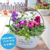 寄せ植え バスケット 玄関 店舗前の花飾りに プレゼントやギフトにもおすすめ 鉢花 花苗 選べる ガーデンシクラメン yose Fleurtown吉本花城園 通販 Yahoo ショッピング