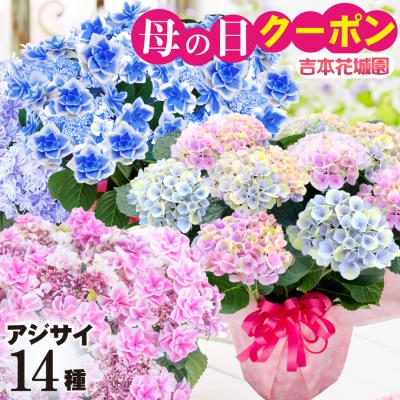 紫陽花の商品一覧 通販 - Yahoo!ショッピング 紫陽花の商品一覧 通販 - Yahoo!ショッピング