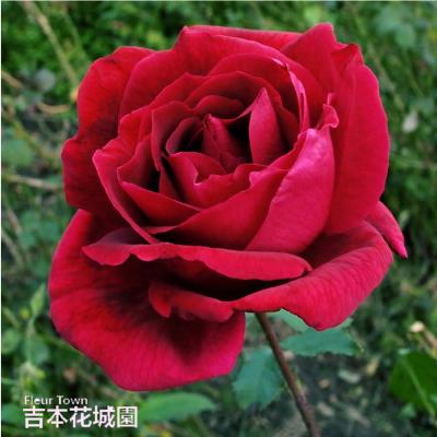 FleurTown吉本花城園 - バラ2年生大苗【ハイブリッドティローズ