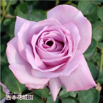 FleurTown吉本花城園 - バラ2年生大苗【ハイブリッドティローズ