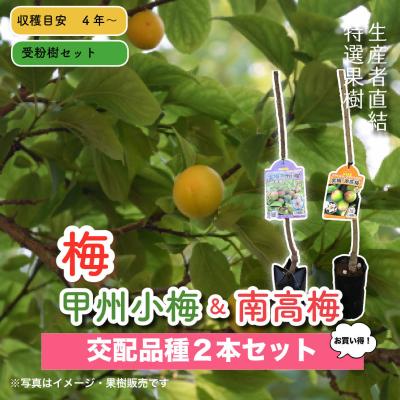 2024/12/5再入荷 梅2種受粉樹セット 甲州小梅＆南高梅 : 花じょう園