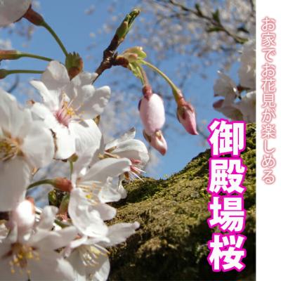 啓翁桜 盆栽のおすすめ人気商品一覧 通販 - Yahoo!ショッピング
