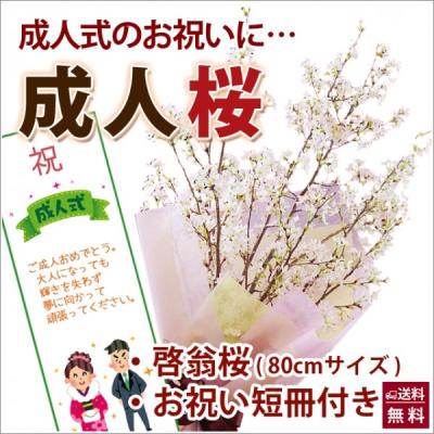 桜 切花のおすすめ人気商品一覧 通販 - Yahoo!ショッピング