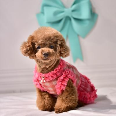 ギンガムチェック ワンピース（犬服、アクセサリー）｜犬用品 | ペット