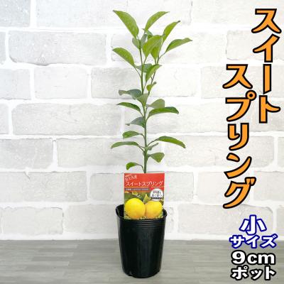 柑橘 スウィーティー 苗木の商品一覧 通販 - Yahoo!ショッピング