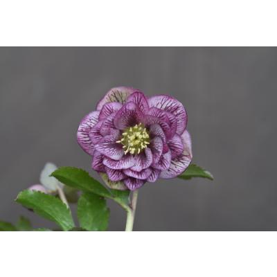 クリスマスローズ 開花予定株 SDプリマヴェーラ セルフ 金井園芸 - クリスマスローズ｜Yahoo!ショッピング