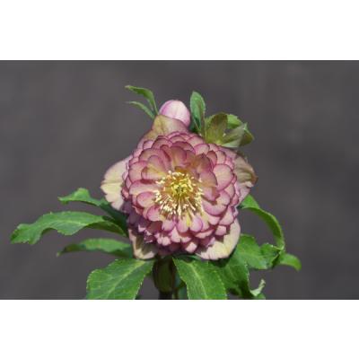 クリスマスローズ開花株 DDゴールドベインピコティ 301 現品限り 金井