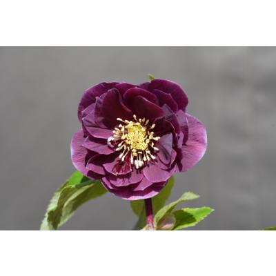 ★極上！札付き！★レッドホワイトゴールドぼかし★ソレイユ★クリスマスローズ開花株 ☆極上！札付き！☆レッドホワイトゴールドぼかし☆ソレイユ