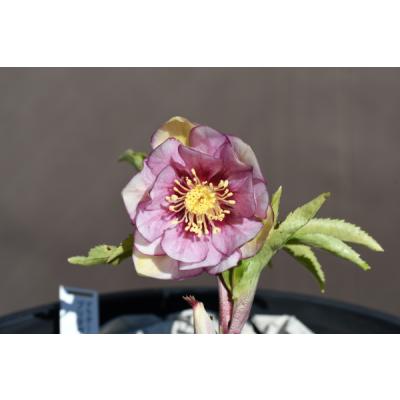 金井園芸 - クリスマスローズ｜Yahoo!ショッピング