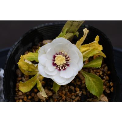 金井園芸 - クリスマスローズ｜Yahoo!ショッピング